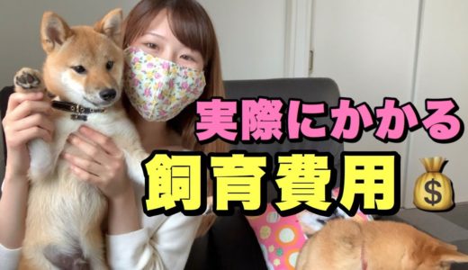 我が家のリアルな飼育費用〜犬はこれくらいお金がかかります！〜