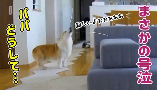 犬のお留守番を隠し撮りしたら、胸が締め付けられました...