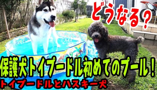 どうなる？保護犬トイプードル初めてのプール  ハスキー犬