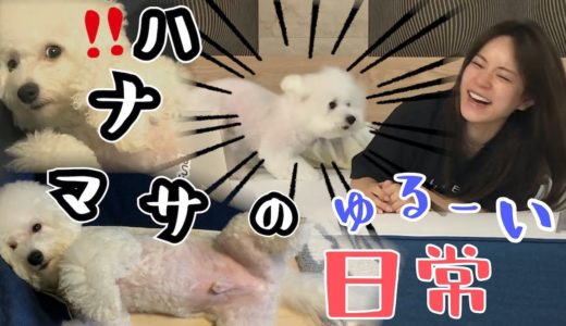 パクってされてキレる犬と最近の寝相