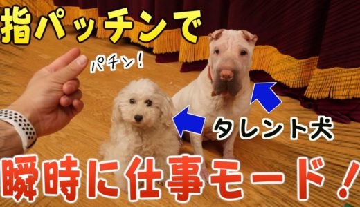 プロのタレント犬とは？どんなに遊んでいても「指パッチン」ひとつでピシッとします！