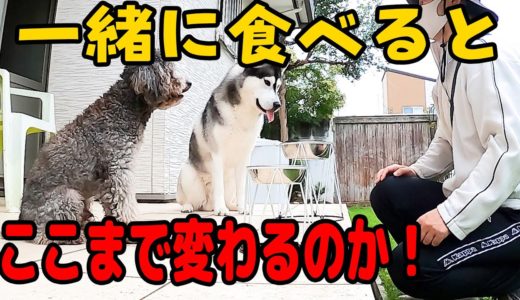 驚き！保護犬トイプードルの変化が凄い ハスキー犬とプードル