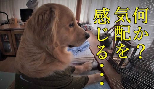 犬の本領を発揮！自宅警備に燃えるゴールデンレトリバー