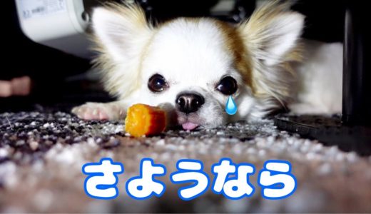 オヤツを取られると思った犬が、ついにこんな行動を取るようになってしまいました！