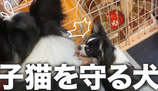 生後３ヶ月の子猫に近づこうとする犬を阻止する犬w