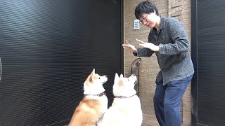 秋田犬を躾けました！