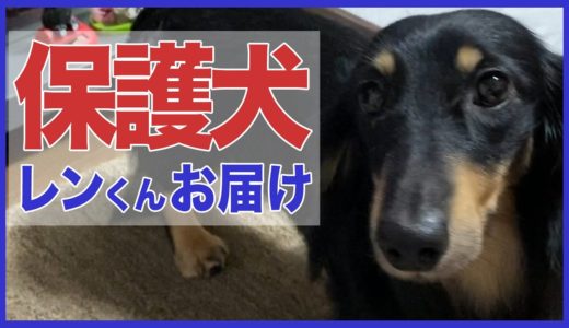 ＃１４５【保護犬】ダックスフントのレンくんお届け