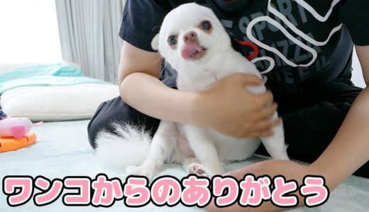 おやつくれたパパにちゃんと「ありがとう」の挨拶をする犬