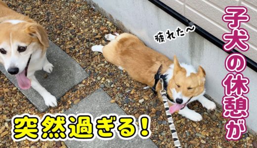 先輩犬と初めて一緒にお散歩するコーギーの子犬