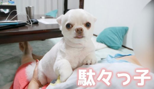 おやつが貰えなくてママの上で拗ねる犬がめっちゃ可愛い！