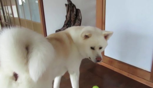 【秋田犬ゆうき】夜中の大雨警報には全く気付かず呑気に朝を迎える【akita dog】