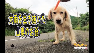 【犬】大雨を生き抜いた山奥のお爺