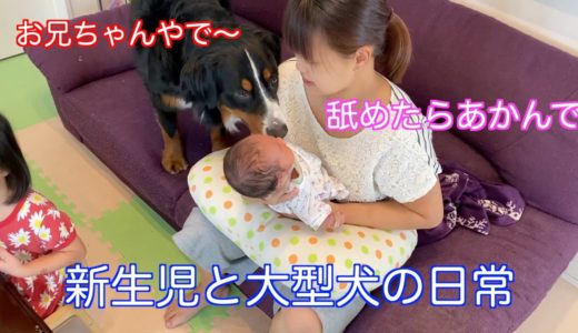 【赤ちゃんと犬】赤ちゃんが気になる　バーニーズマウンテンドッグ　 bernese mountain dog