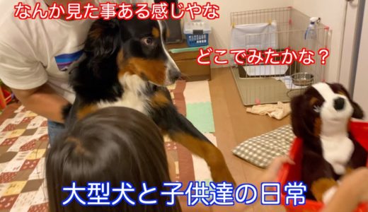 【犬と赤ちゃんと子供達の日常】子供達とぬいぐるみの争奪戦をする　バーニーズマウンテンドッグ　 bernese mountain dog