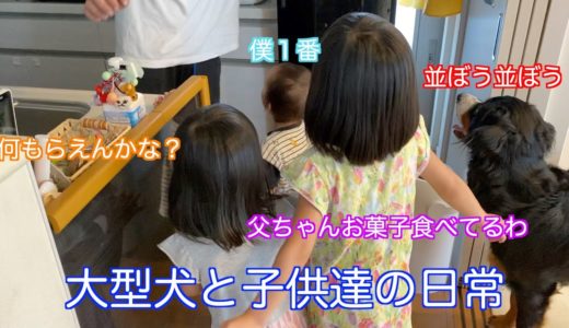 【大型犬と赤ちゃんと子供達の日常】姉弟と共にお菓子の配給にならぶ　バーニーズマウンテンドッグ　 bernese mountain dog