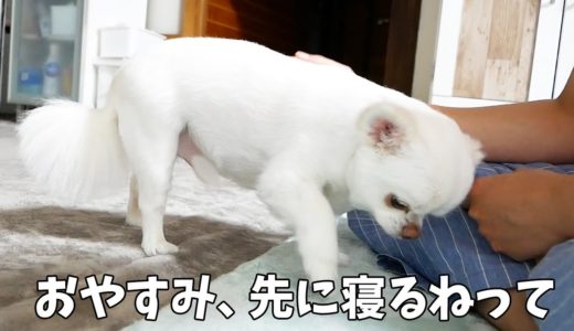 パパに「おやすみ」のあいさつをしてくれる犬！愛されてるなって…感じる瞬間