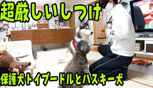 保護犬トイプードルとハスキー犬の厳しいしつけの様子