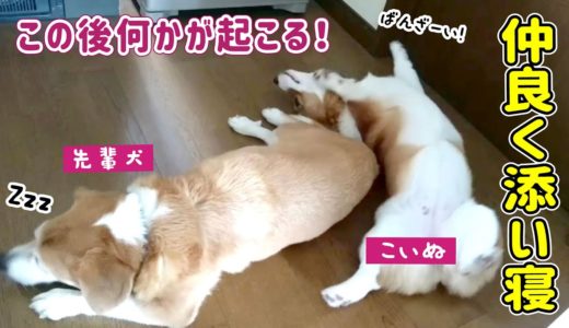 距離が近づいたと思ったら...先輩犬激怒！【コーギー】