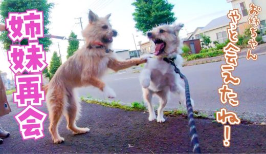 犬の姉妹が感動の再会！？妹犬がおおはしゃぎで姉にダイブです！