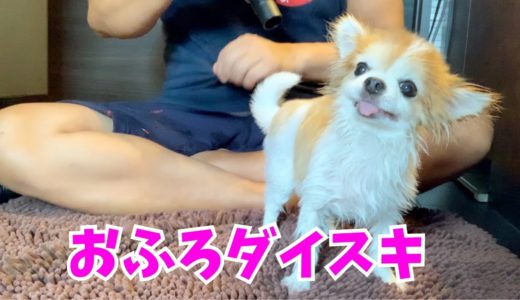 【犬のトリミング】老犬でも安心安全♪家でも約20分で出来る愛犬のシャンプー