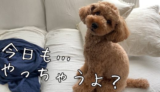 飼い主を全力で起こす犬が可愛すぎる！【トイプードルそぼろ＆ニコ】