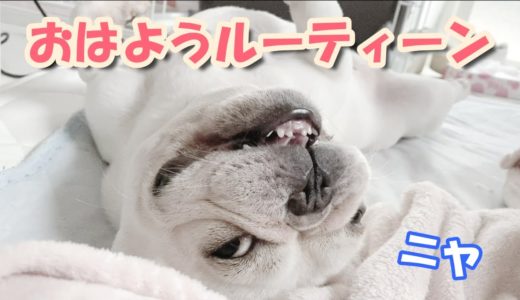 世界一だらしない犬のおはようルーティーン【フレンチブルドッグ frenchbulldog】