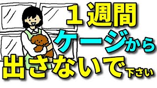 【犬 ケージ】迎えたばかりの子犬は１週間ケージから出さないで下さい（って言われました）【犬のしつけ＠横浜】byエマ先生