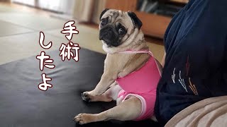 ご報告です。【パグ犬ぷぅ Pug】