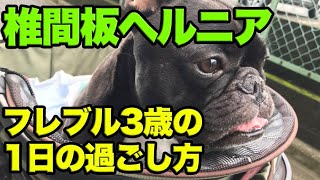 犬椎間板ヘルニア ココの1日の過ごし方（退院して２〜３週間の時点）