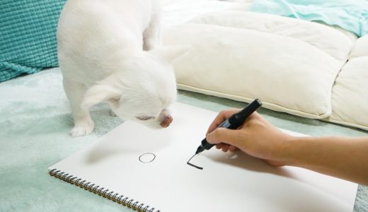 落書きを初めて見る犬の反応が可愛いｗ～