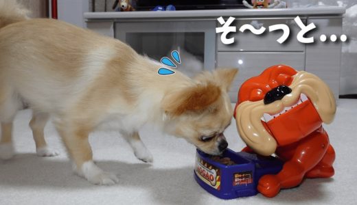 チワワが犬のおもちゃに「そ～っと」盗み食いすると...大パニック？！【犬】【dog】【chihuahua】