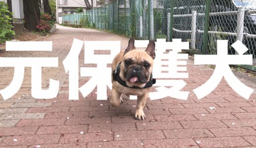 【保護犬を迎える】元保護犬のブティーを迎えた経緯