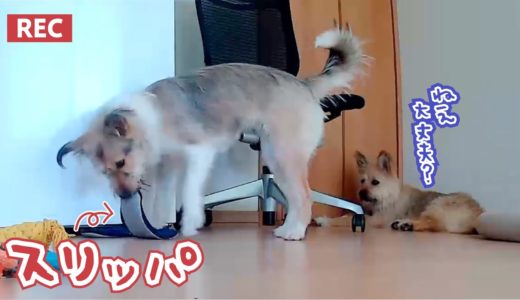 【隠し撮り】飼い主がいない間、犬はなにをしているんだ？