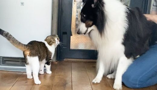 久々に犬のお友達に会ったパパ猫