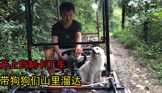 难得今天不下雨，主人开卡丁车带田园犬出去遛弯，这狗的主人真帅