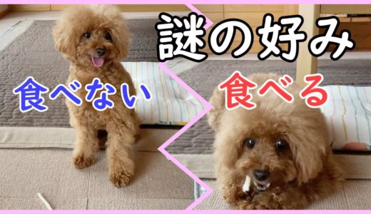 何が違うの？ガムの好みにうるさい犬