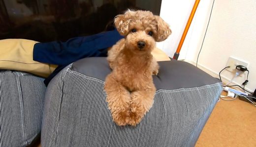 ママがソファーで寝ると添い寝してくる甘えん坊の犬が可愛いｗ【トイプードル】