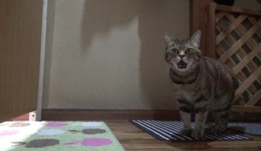 散歩に行った犬の帰りを待っている母さん猫 Cat waiting for dog to come home