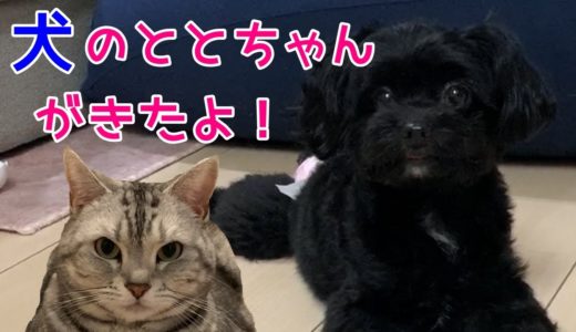 犬のおしゃべりペット！チワプーのととちゃん