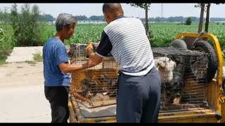 他花500块钱从贩子手中买下7只小狗，看到最后很暖心！/He bought the dog from the dog dealer, and the ending is very warm!