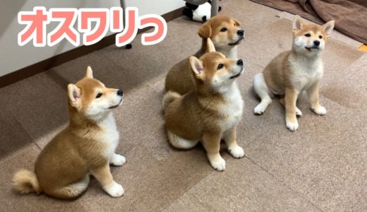 チビーズのオスワリと父ちゃんの犬化(笑)