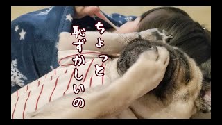 ウチの凛々しい犬をどうか見てください パグ犬ぷぅ Pug