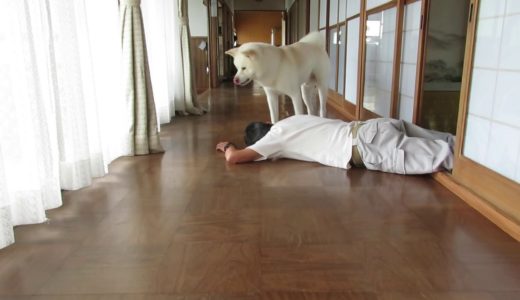 【秋田犬ゆうき】飼い主は良く倒れるので二回目は放置してそっと離れる【akita dog】