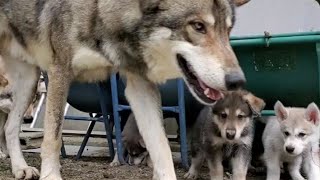 狼犬赤ちゃんの成長④  初めての出会い