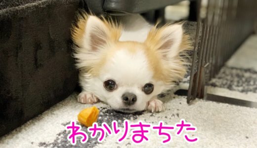 犬が口にした物を渡して欲しい理由を説明したら何と理解してくれました！😭