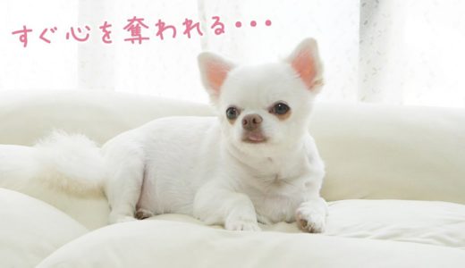 すぐ心を奪われてしまう犬が圧倒的に可愛いｗｗｗ～