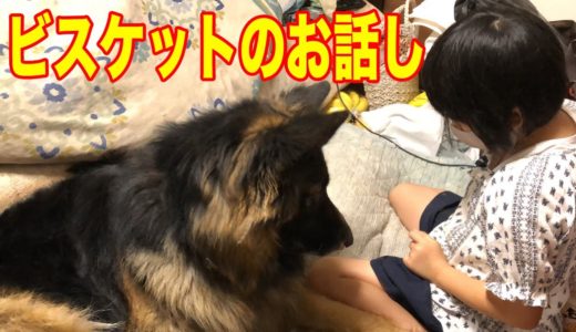 どっちかな？おやつ遊び・シェパード犬マックと孫娘【VLOG】