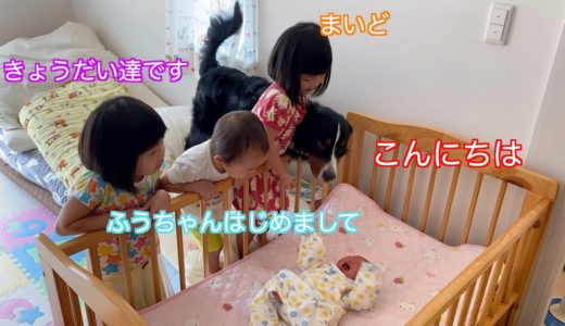 【犬と赤ちゃん】赤ちゃんと初対面をはたす　バーニーズマウンテンドッグ　 bernese mountain dog