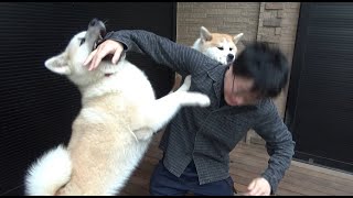 犬が暴れすぎてボツになった動画です