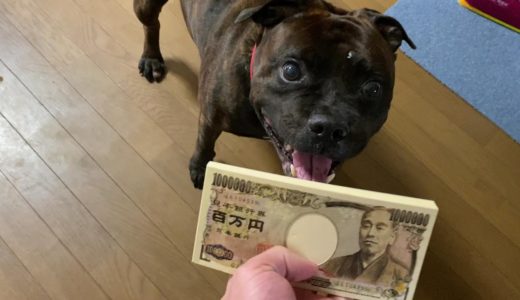 顔面凶器のうちの犬なら強盗から100万守るの余裕じゃね？